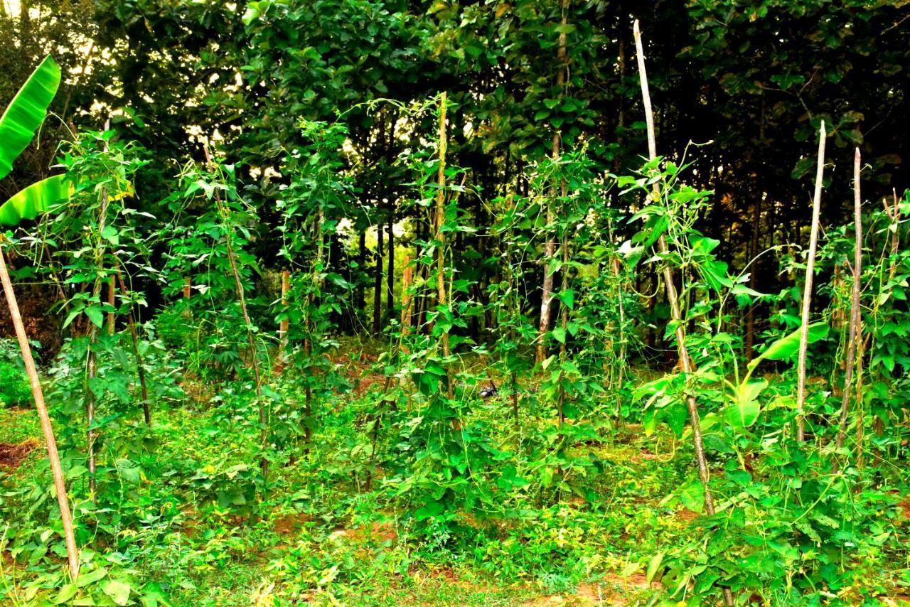 Wild Heaven Udawalawe Hotel Exterior foto